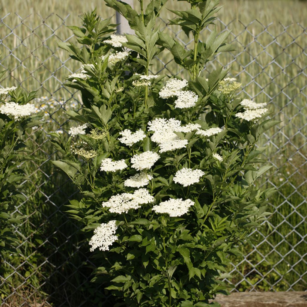 Sureau noir - Sambucus nigra Obelisk