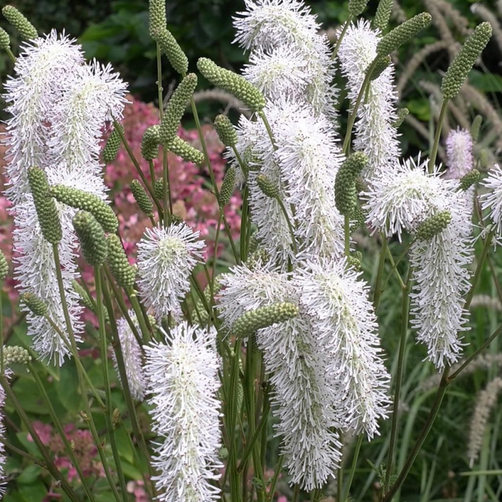 Sanguisorba White Brushes