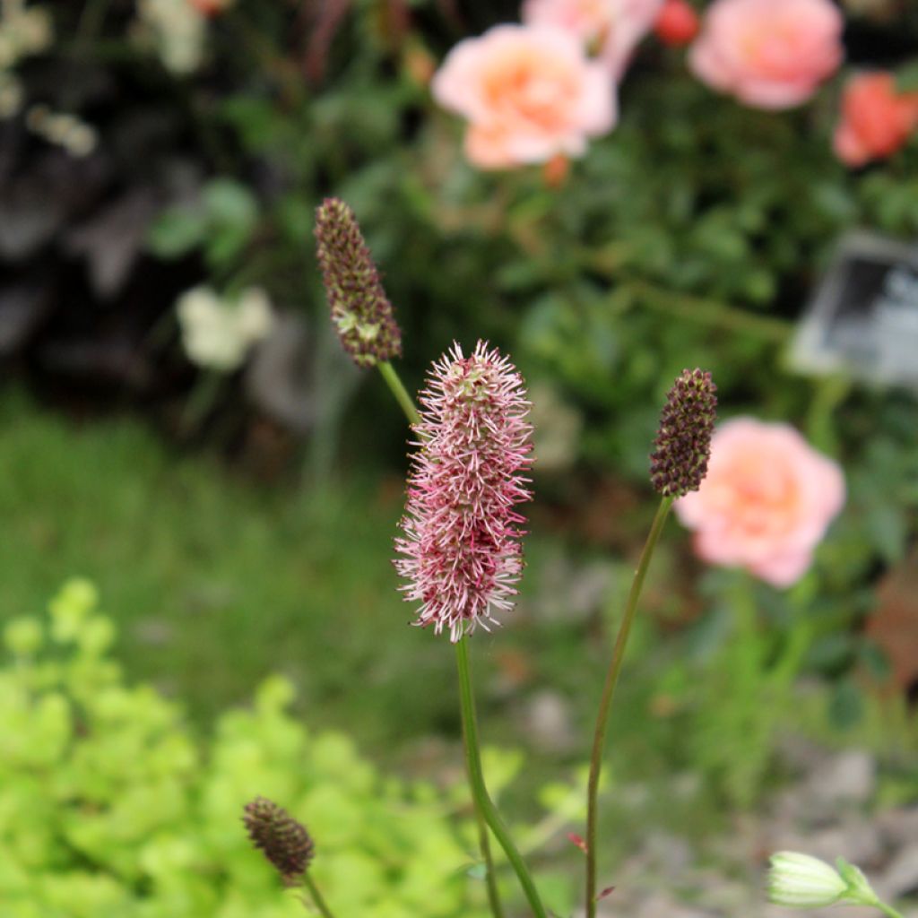 Sanguisorba menziesii - Sanguisorbe rouge