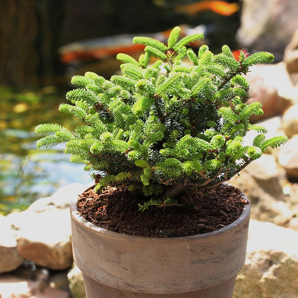 Bonsaï Orme de Chine – Plante d'intérieur Japonaise et Traditionnelle en  Pot de 15 cm