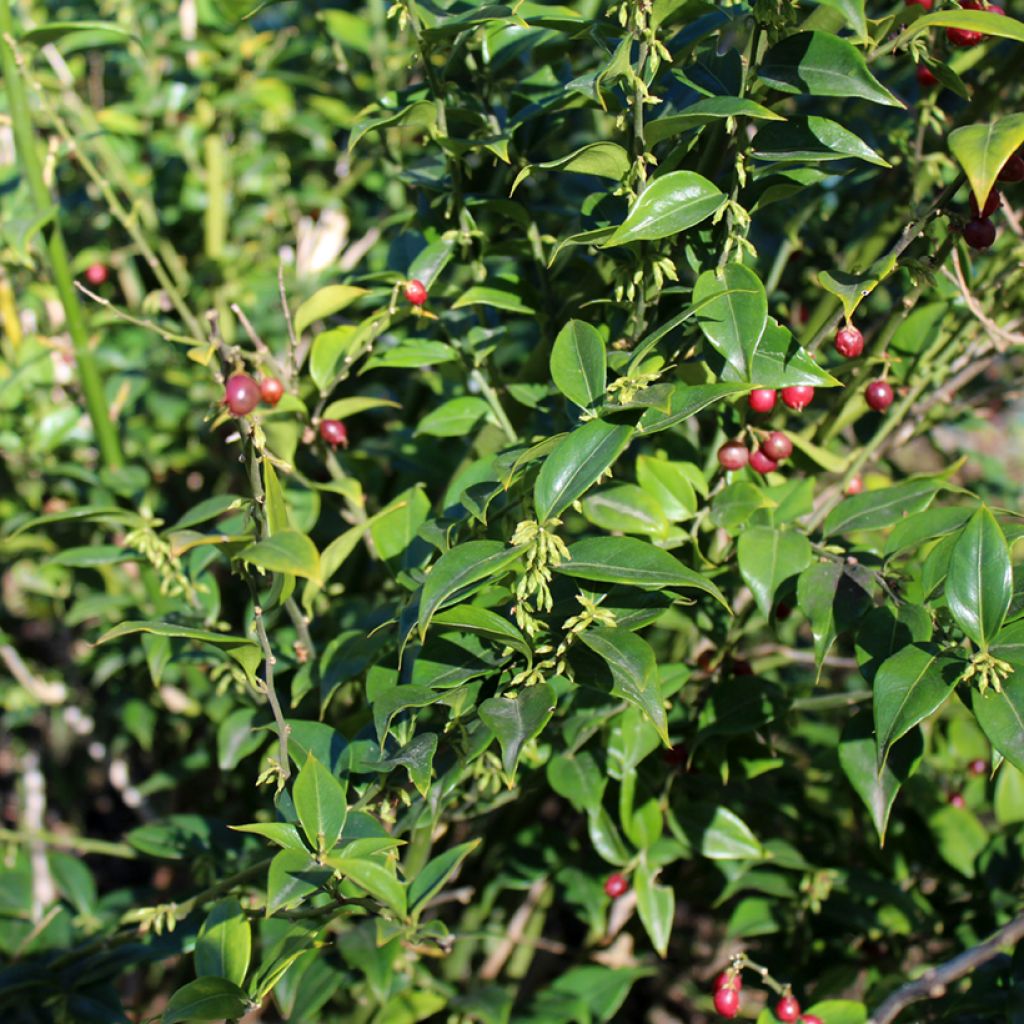 Sarcococca ruscifolia - Sarcocoque à feuilles de Ruscus