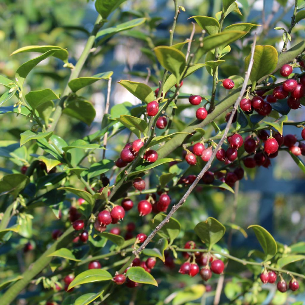 Sarcococca ruscifolia - Sarcocoque à feuilles de Ruscus