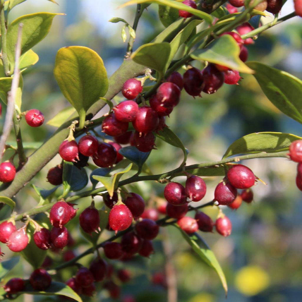 Sarcococca ruscifolia - Sarcocoque à feuilles de Ruscus