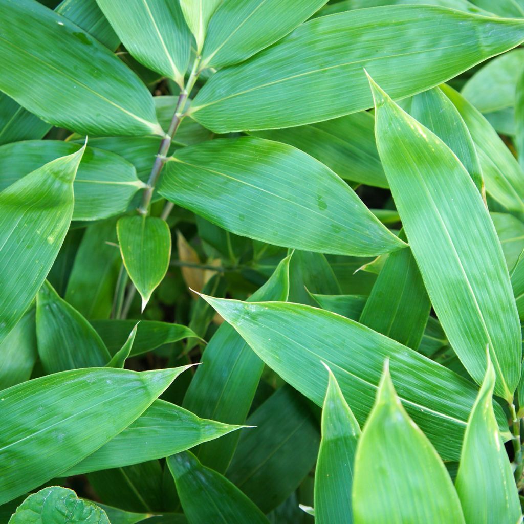 Sasa kurilensis - Bambou nain