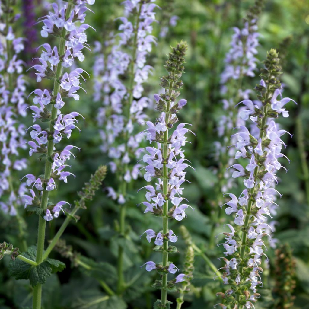 Sauge Crystal Blue - Sauge des bois.