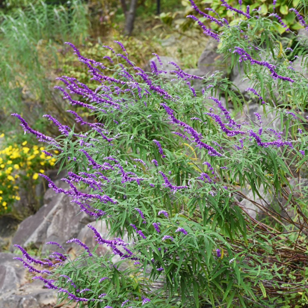 Sauge - Salvia leucantha