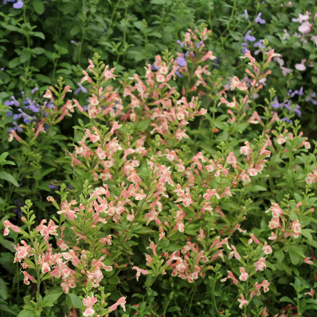 Sauge arbustive Belle de Loire - Salvia jamensis