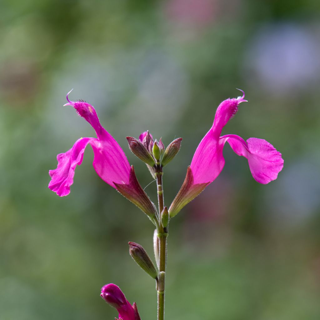 Sauge arbustive Cerro Potosi - Salvia microphylla