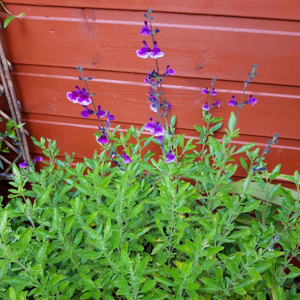 Sauge arbustive Oriental Dove - Salvia microphylla