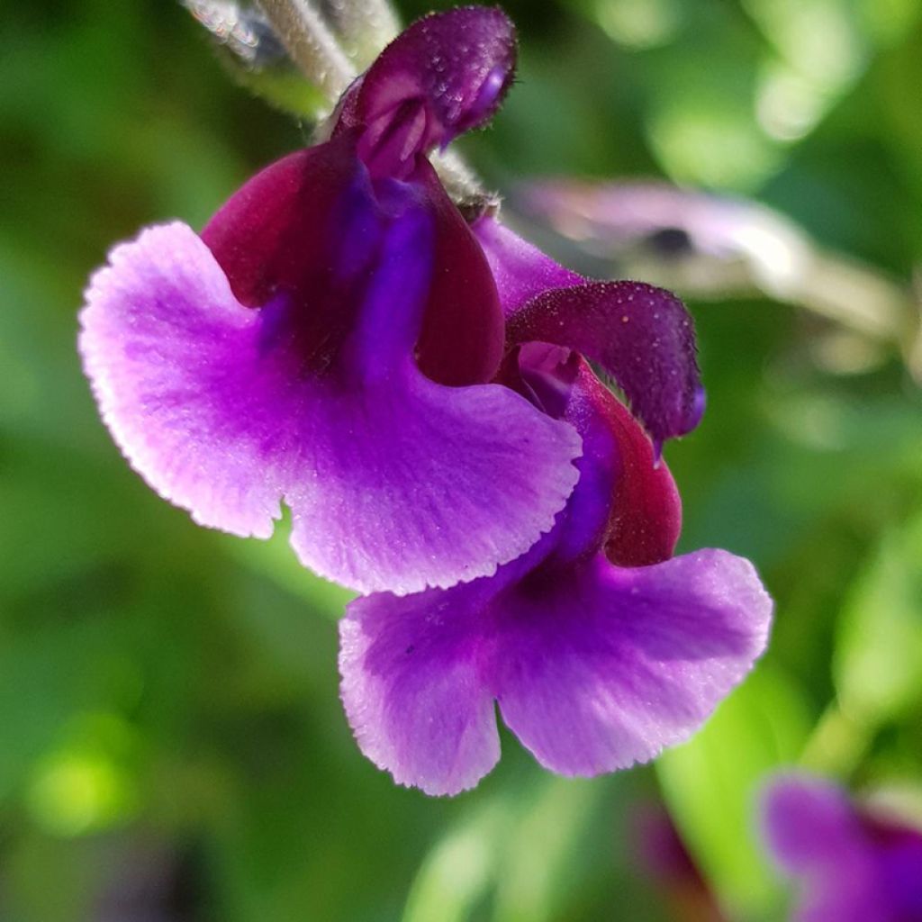 Sauge arbustive Oriental Dove - Salvia microphylla