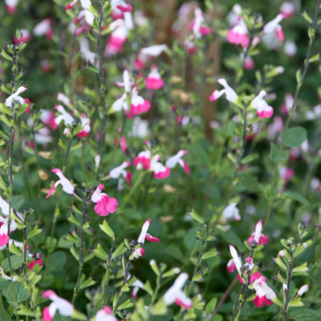 Sauge arbustive Pink Lips (Jeremy) - Salvia microphylla