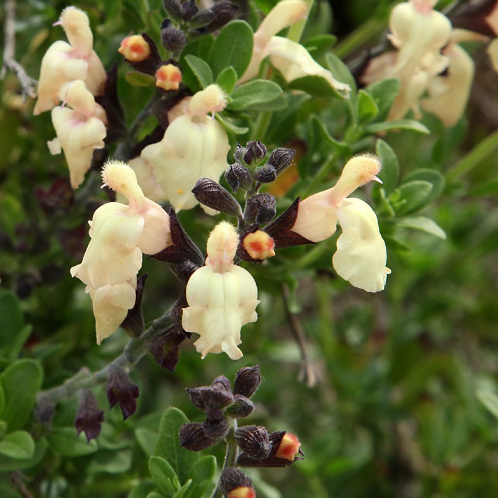 Sauge arbustive - Salvia greggii Mirage Cream