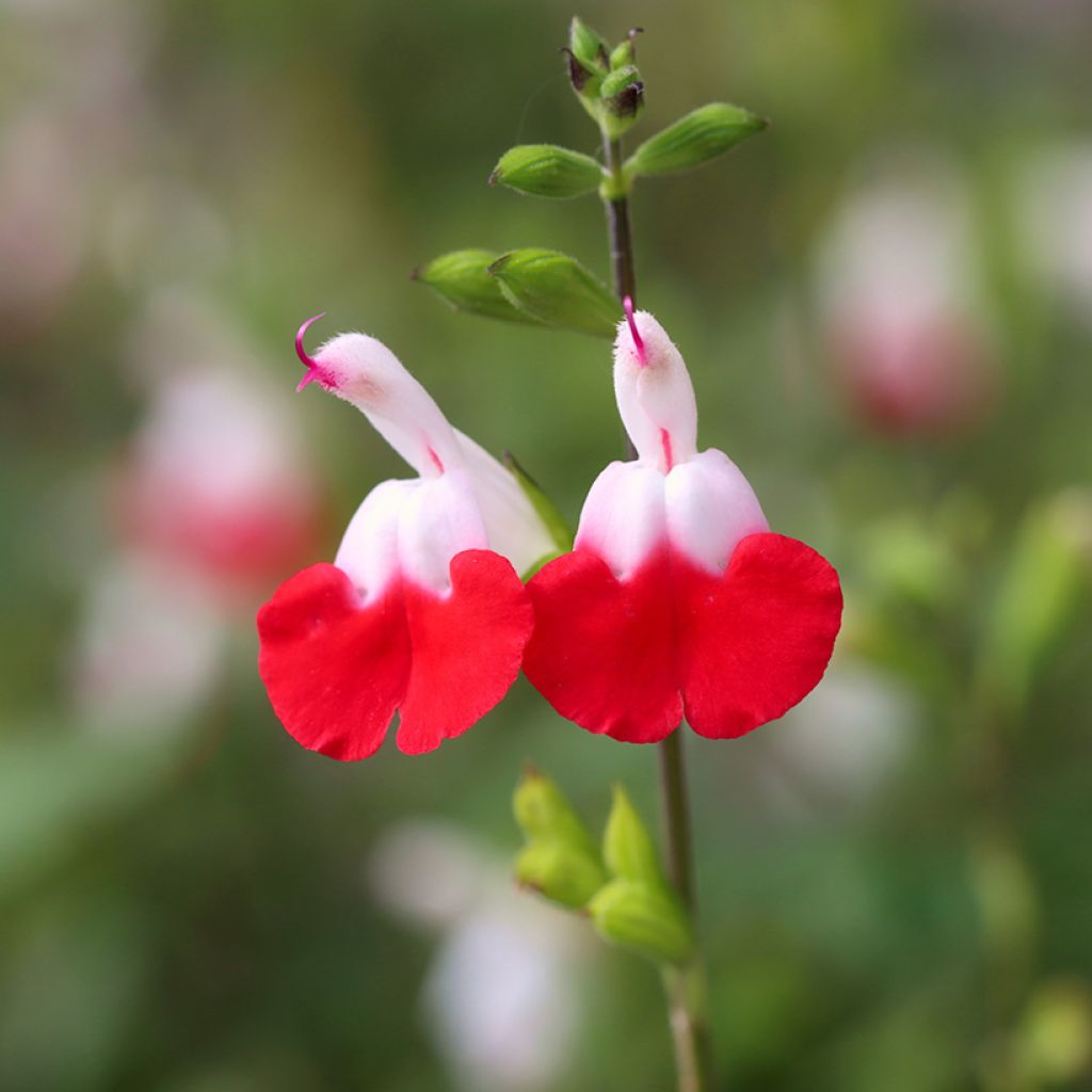 Sauge arbustive - Salvia microphylla Hot Lips