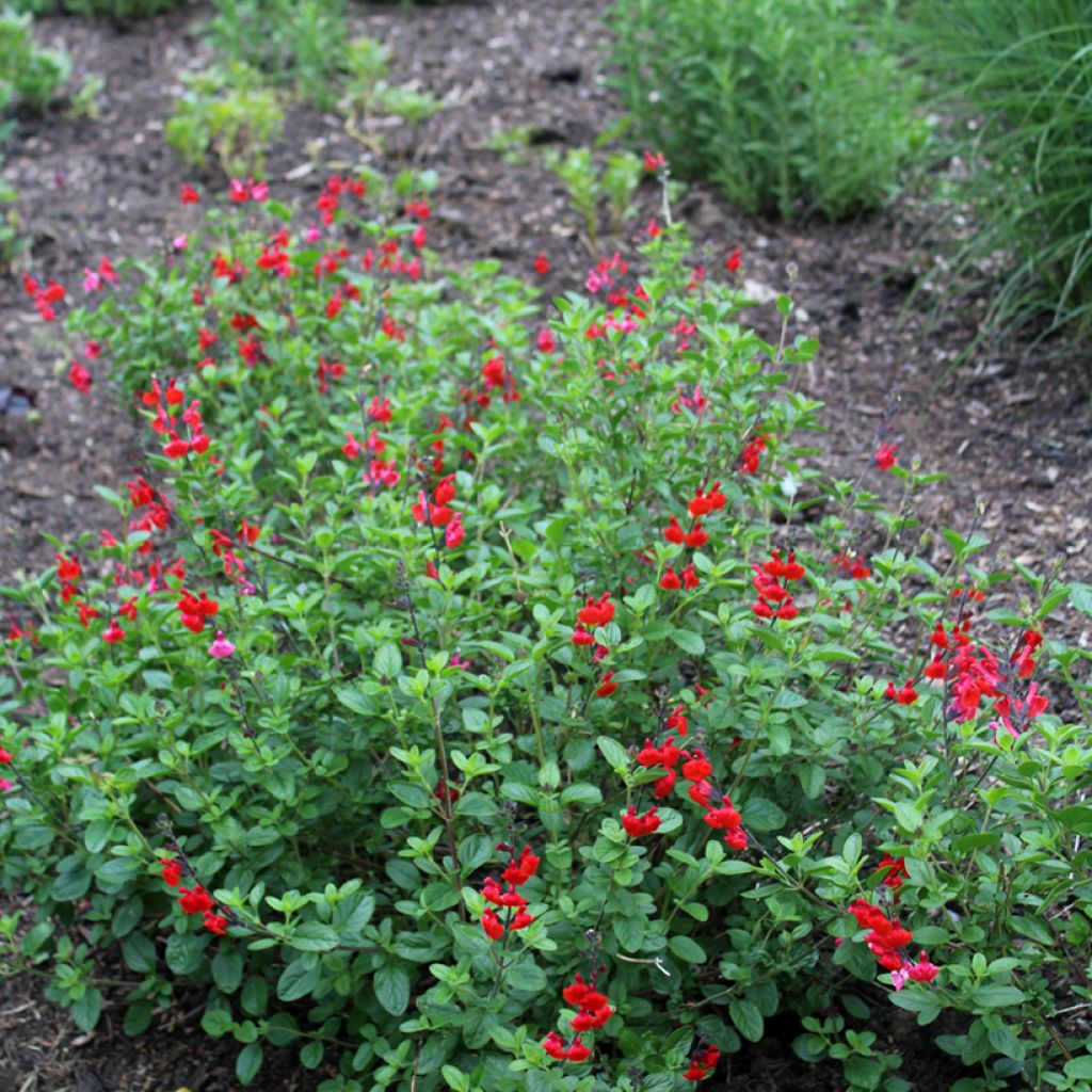 Sauge arbustive - Salvia microphylla Royal Bumble