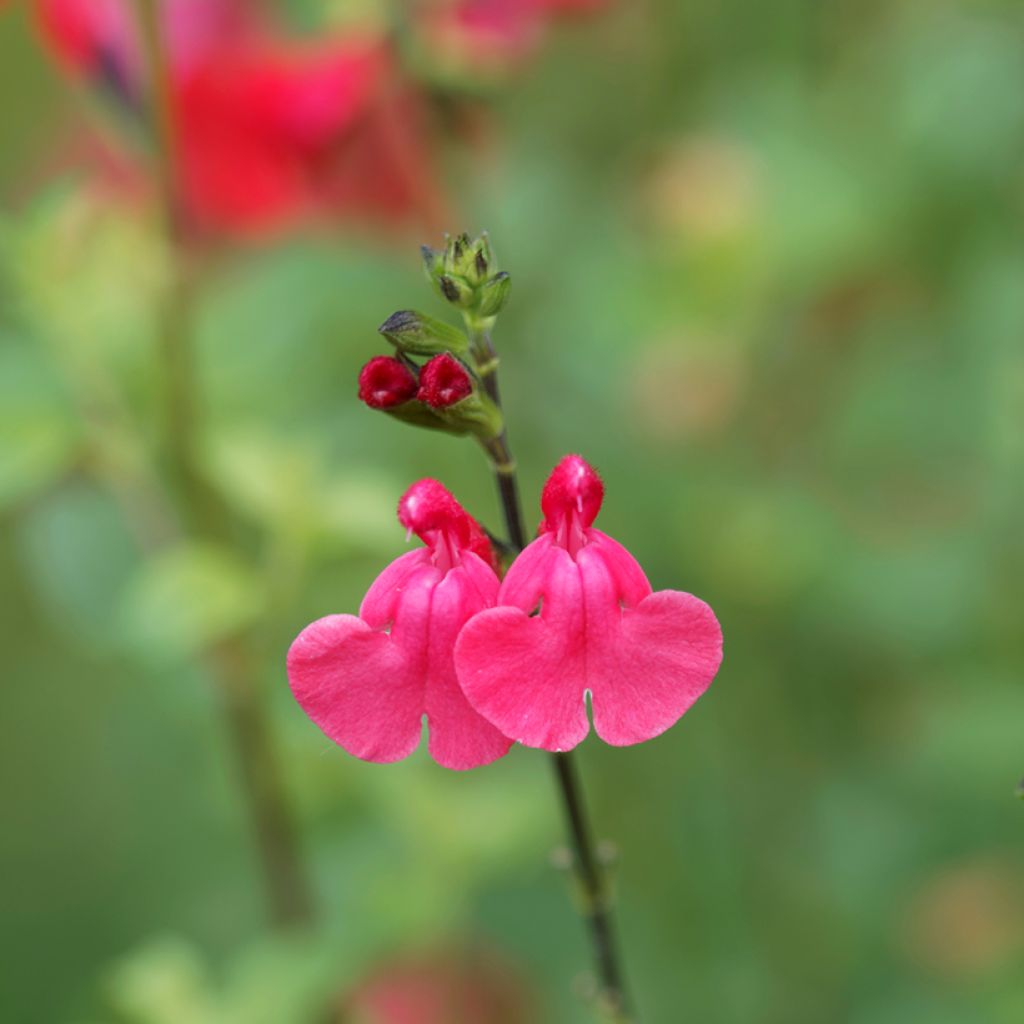 Sauge arbustive - Salvia microphylla grahamii