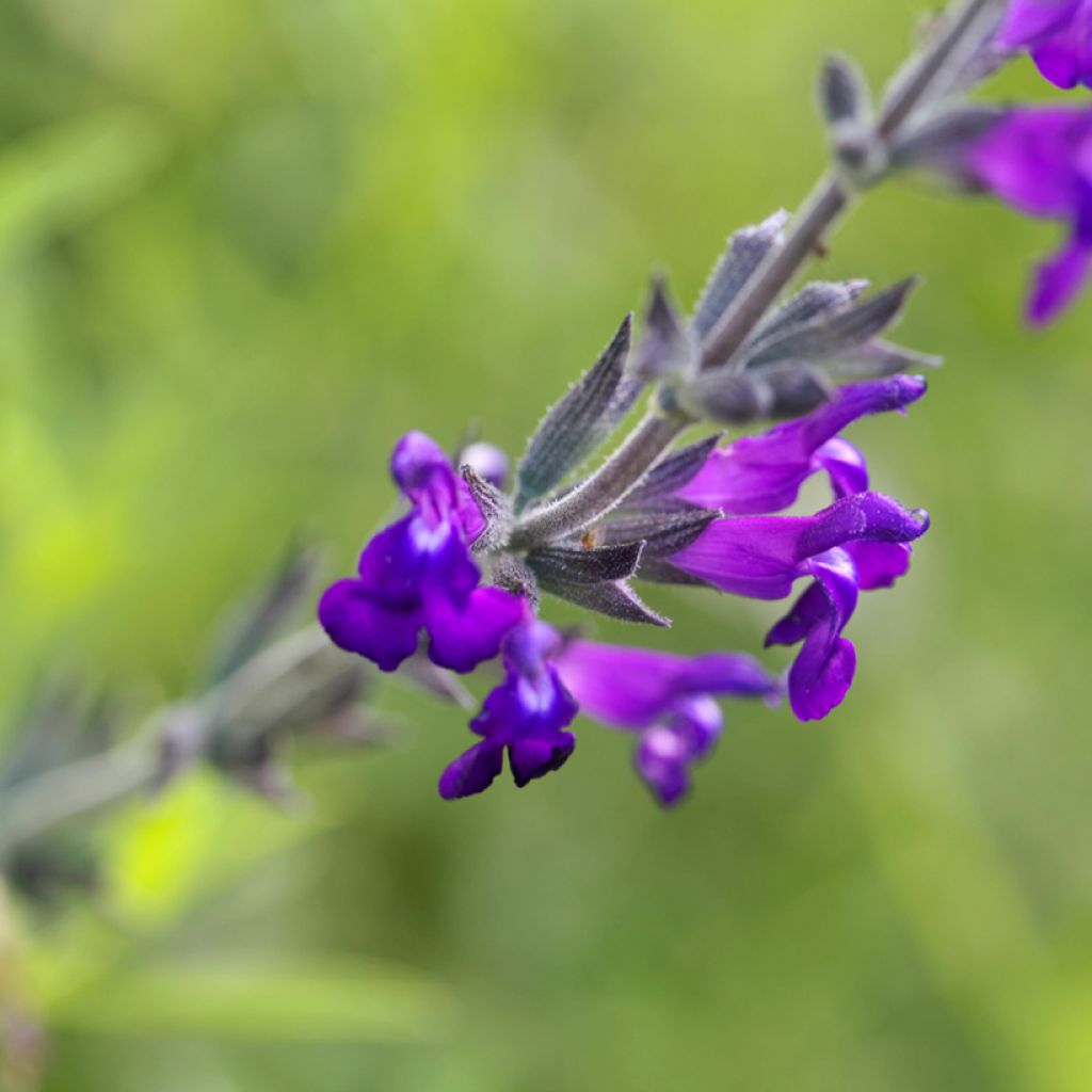 Sauge de Coahuila - Salvia coahuilensis