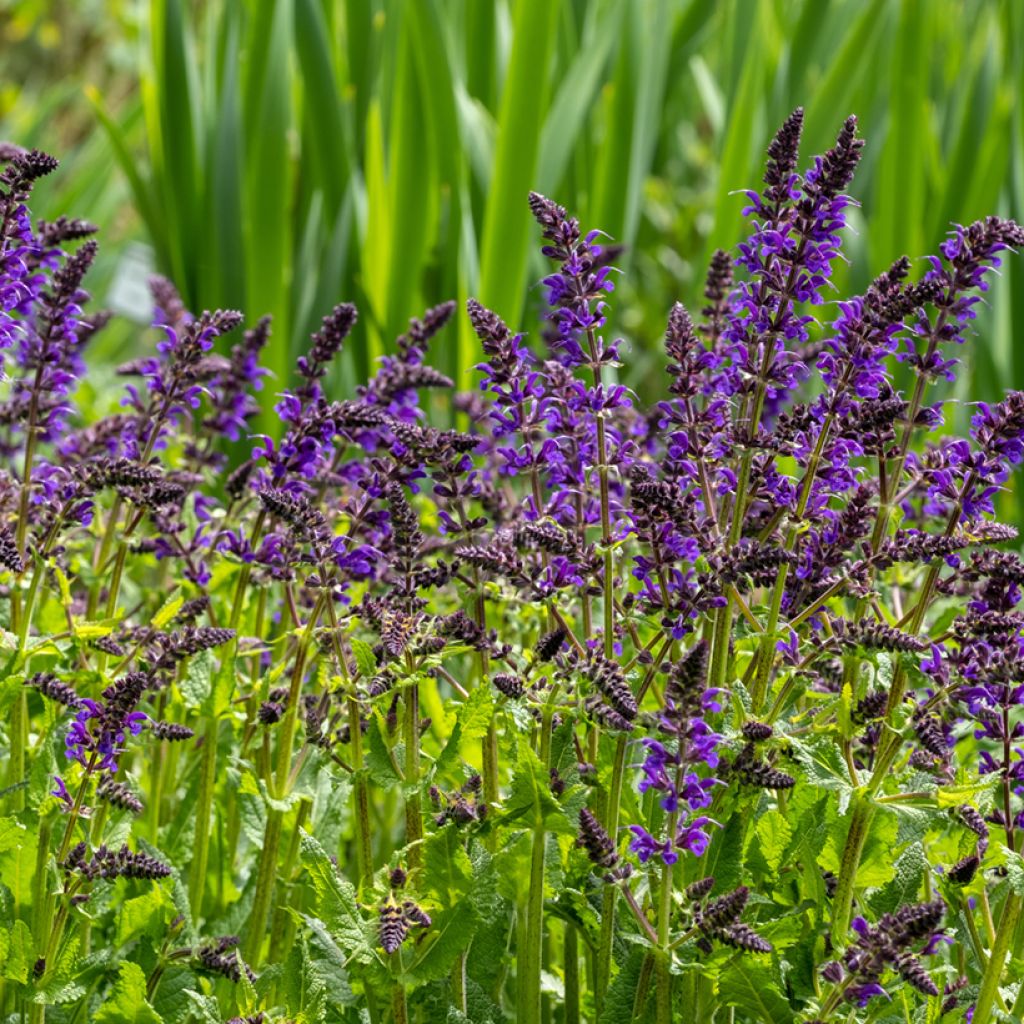 Sauge des bois - Salvia nemorosa Viola Klose