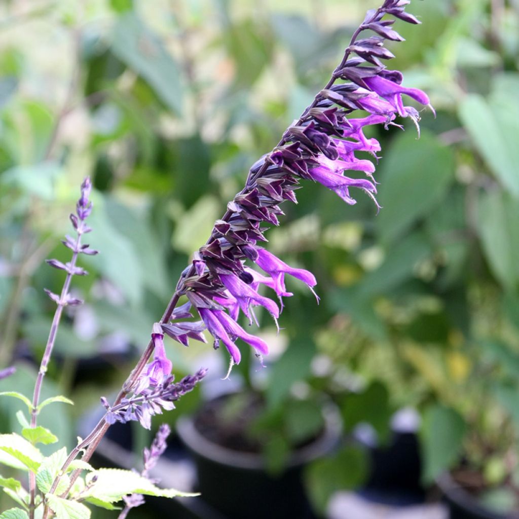 Sauge hybride Amistad violet - Salvia (x) guaranitica