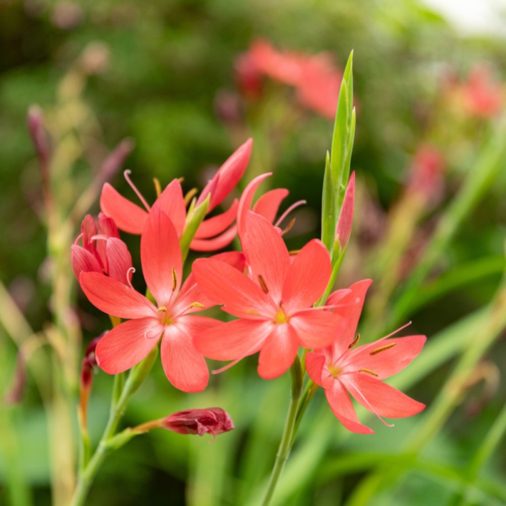 Schizostylis coccinea - Lis des Cafres