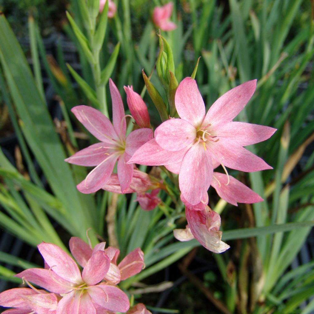 Schizostylis coccinea Rosea - Lis des Cafres