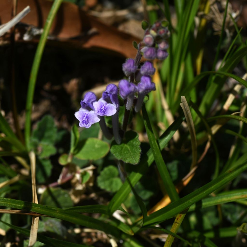 Scutellaria indica var. parviflora - Scutellaire