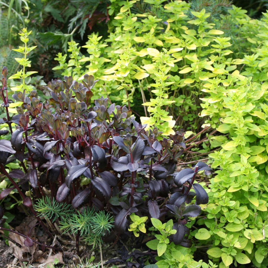 Sedum Jose Aubergine - Orpin