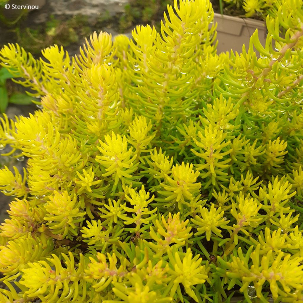 Sedum reflexum Yellow Cushion - Orpin réfléchi