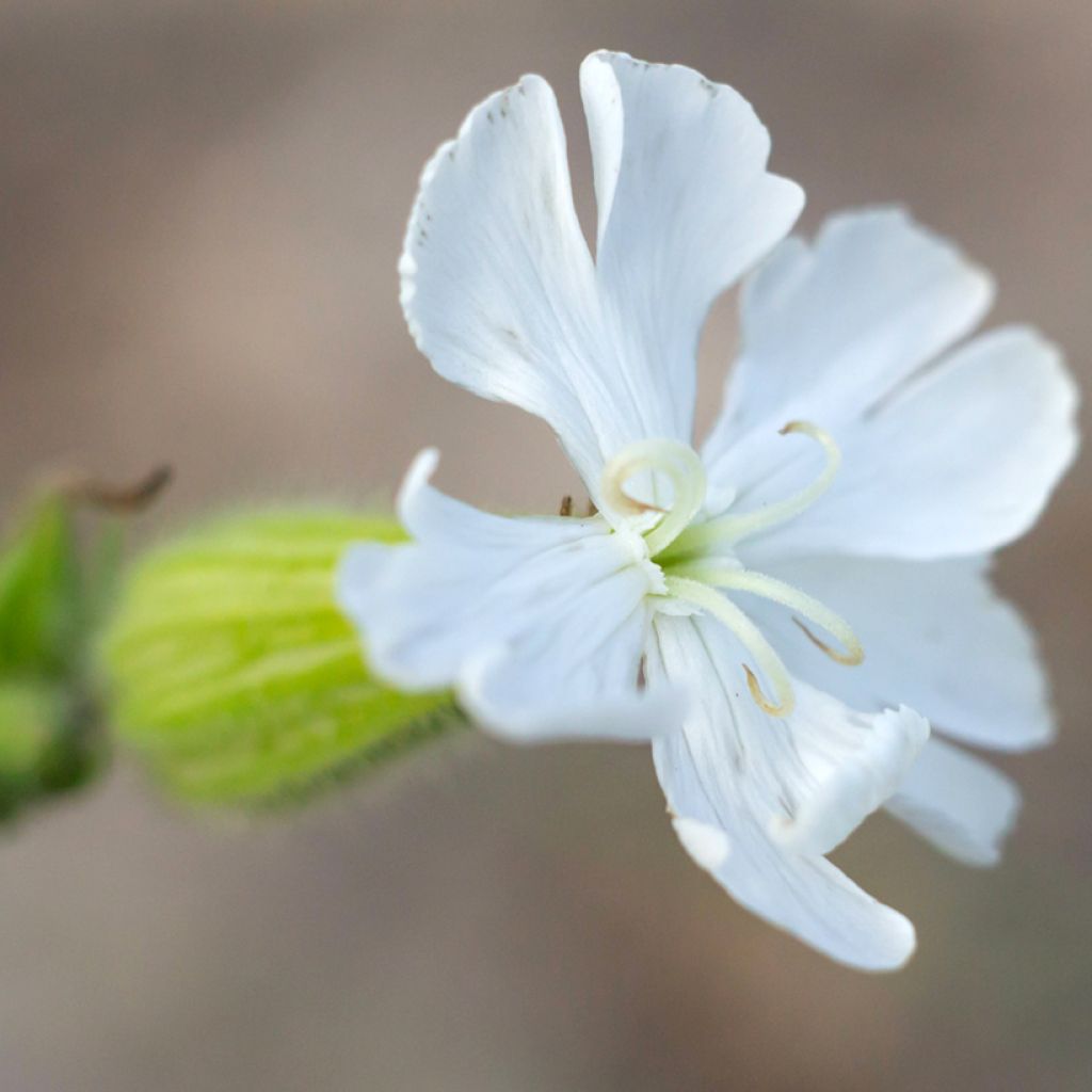 Silene latifolia subsp. alba - Compagnon blanc