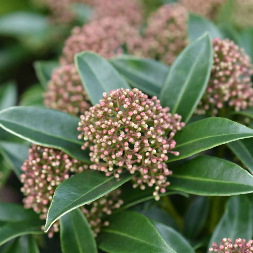 Skimmia du Japon Marlot - Skimmia japonica 