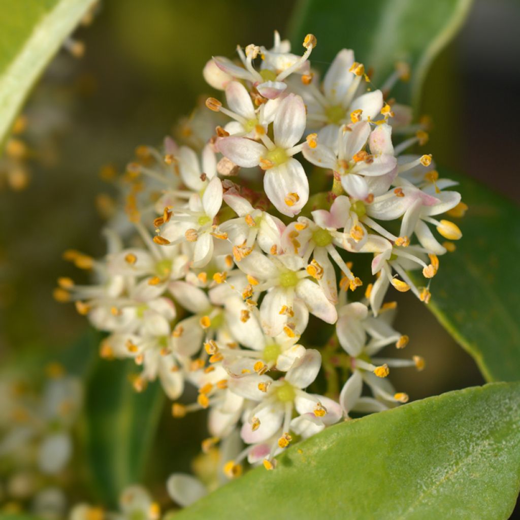 Skimmia du Japon Marlot - Skimmia japonica 