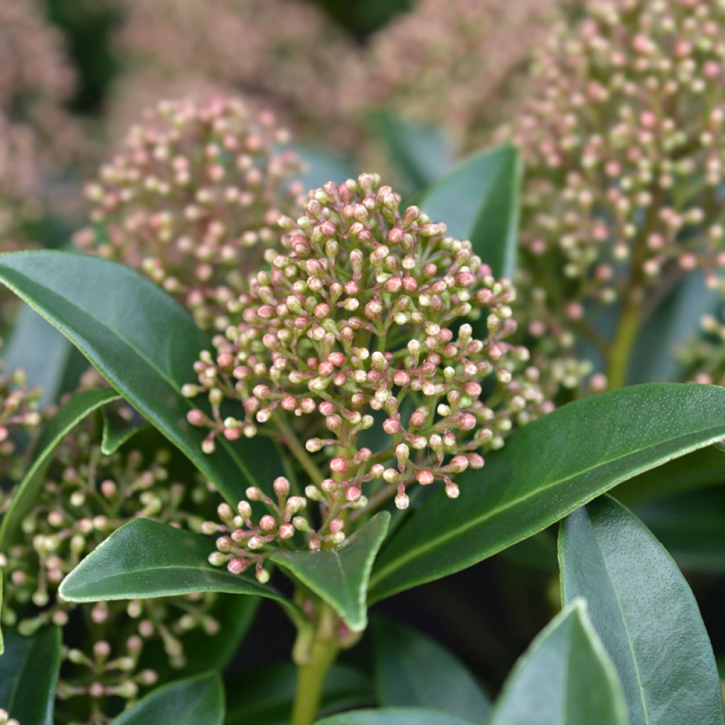 Skimmia du Japon Marlot - Skimmia japonica 