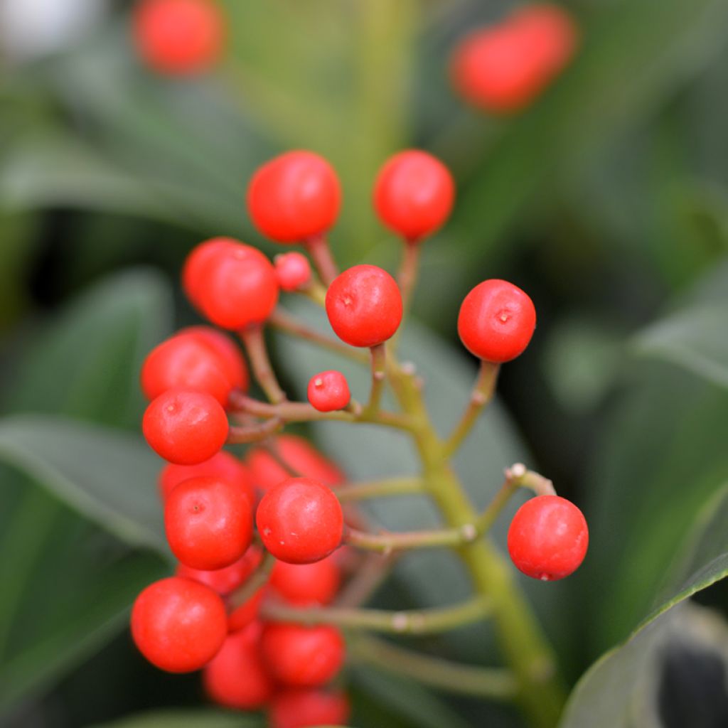 Skimmia japonica Pabella - Skimmia du Japon 