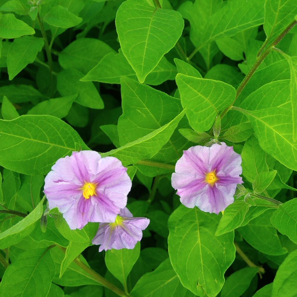 Solanum rantonnetii Charles Pink Star - Gentiane en Arbre rose