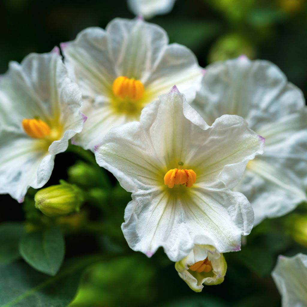 Solanum Charles White - Gentiane en arbre