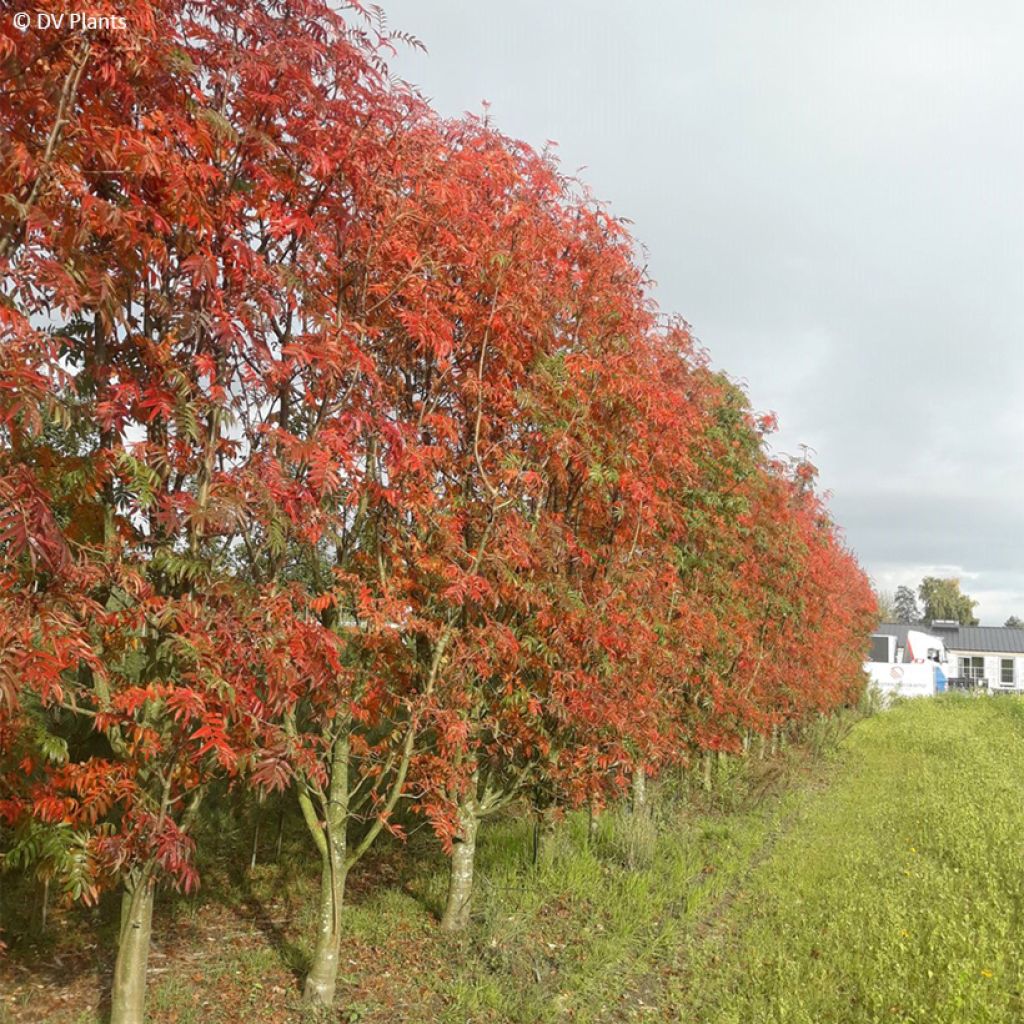 Sorbier - Sorbus commixta Dodong (Olympic Flame)