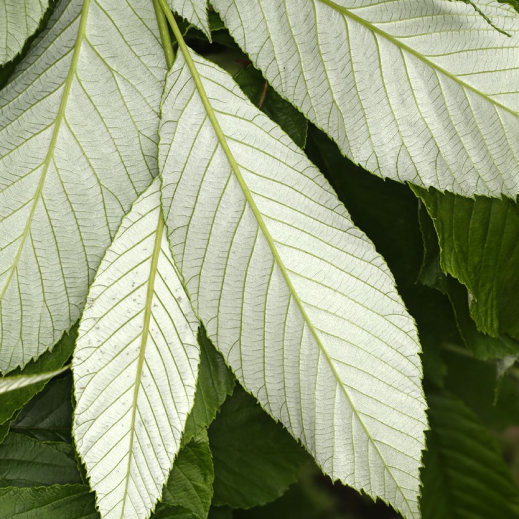 Sorbus John Bond - Sorbier