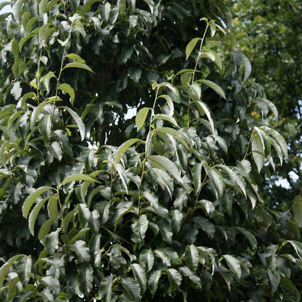 Sorbus John Bond - Sorbier