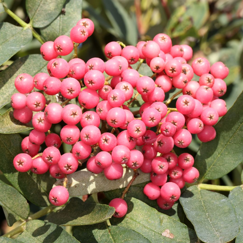 Sorbus Leonard Messel - Sorbier