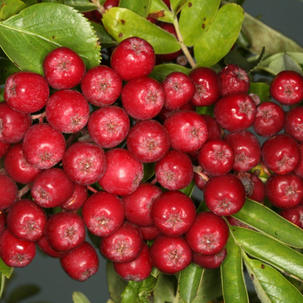 Sorbier hybride - Sorbus Rubinowaja