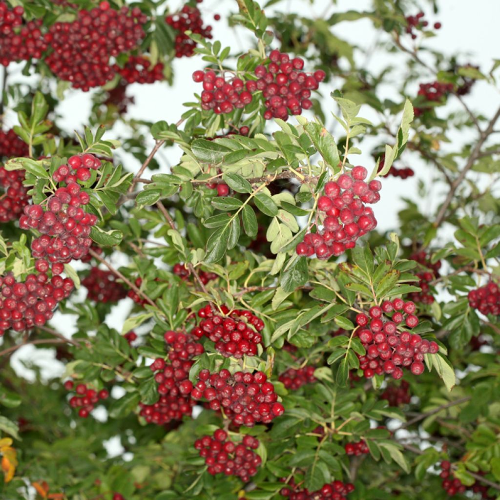 Sorbier hybride - Sorbus Rubinowaja