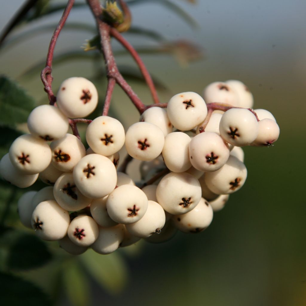 Sorbier - Sorbus  x arnoldiana White Swan