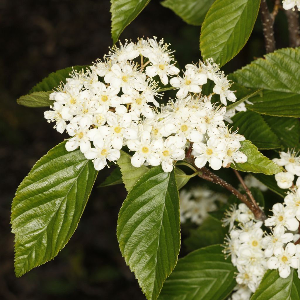 Alisier du Japon Red Bird - Sorbus alnifolia 