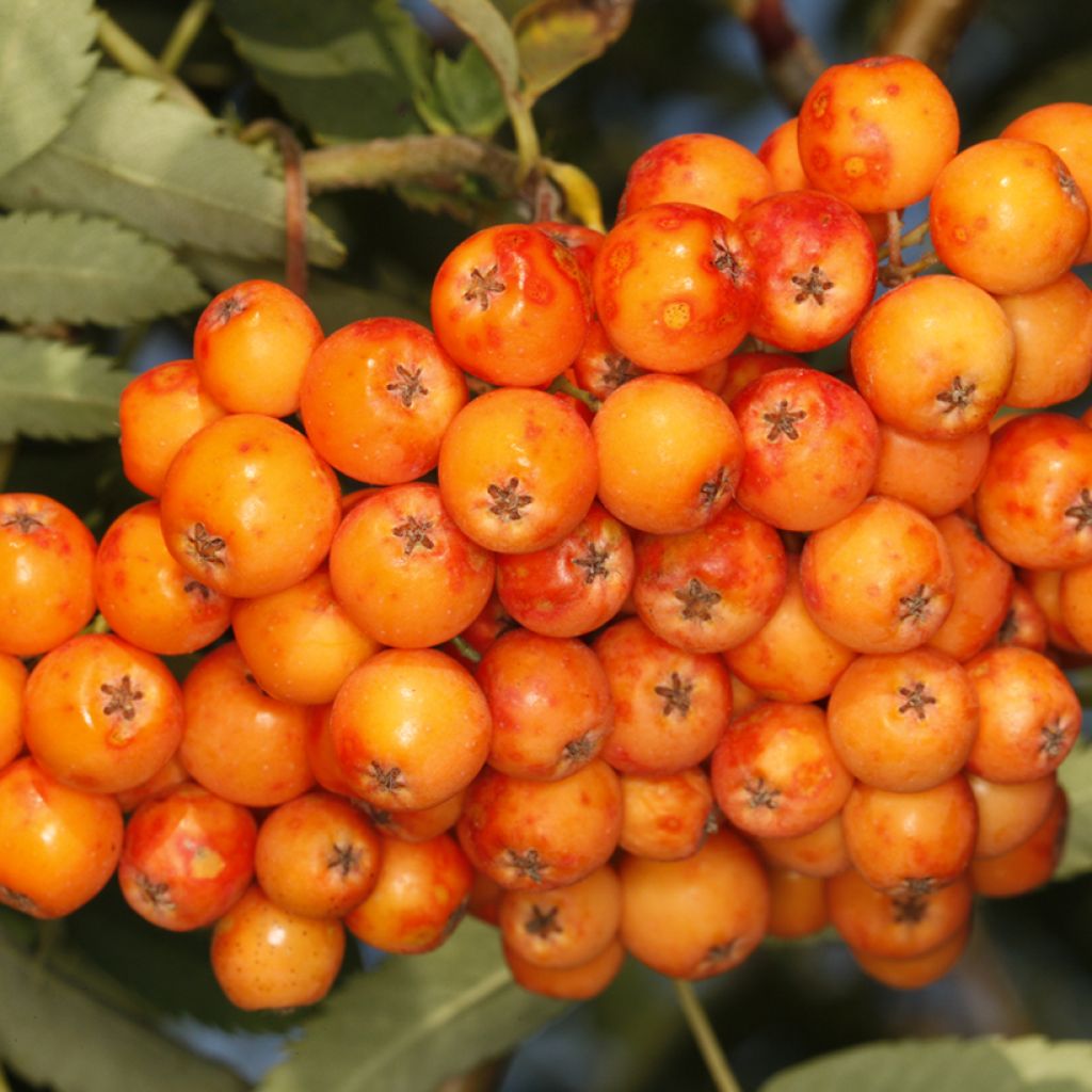 Sorbier - Sorbus x arnoldiana Copper Glow