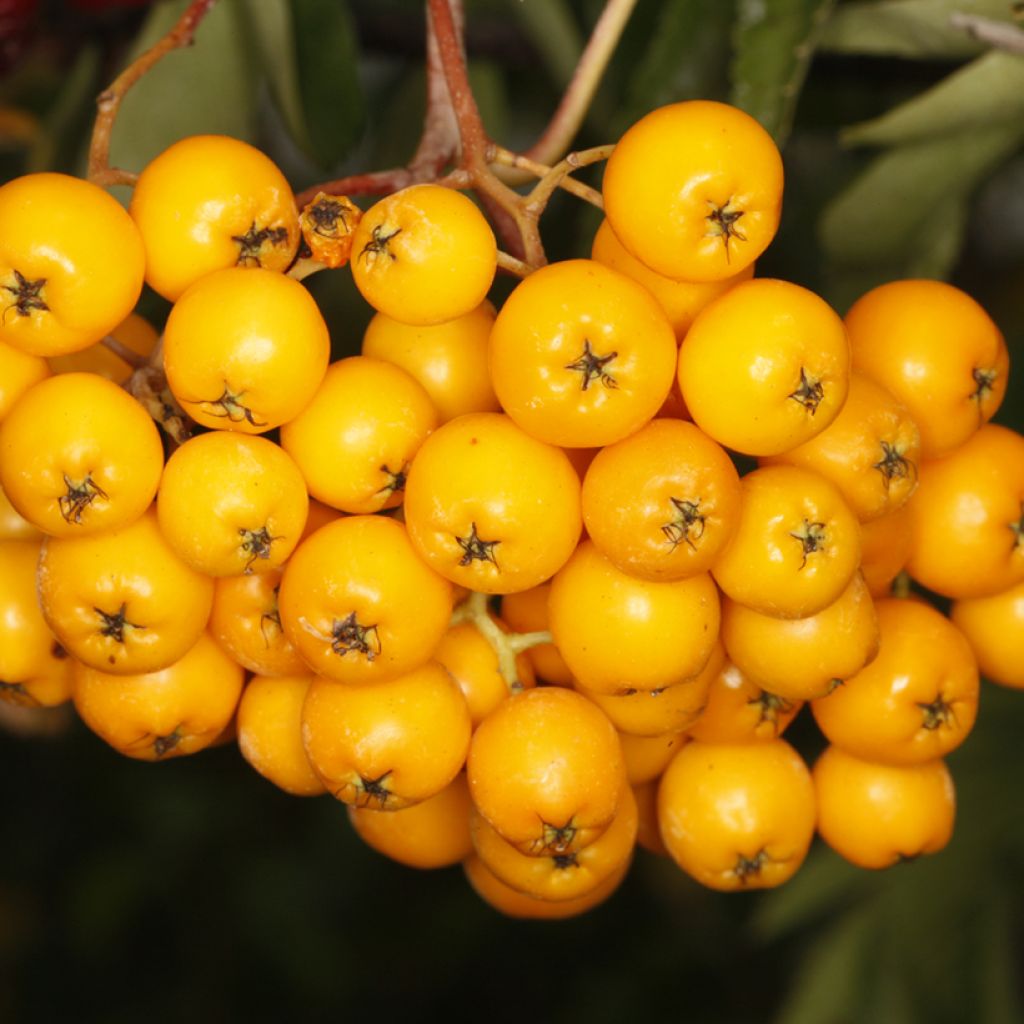 Sorbier - Sorbus x arnoldiana Copper Glow