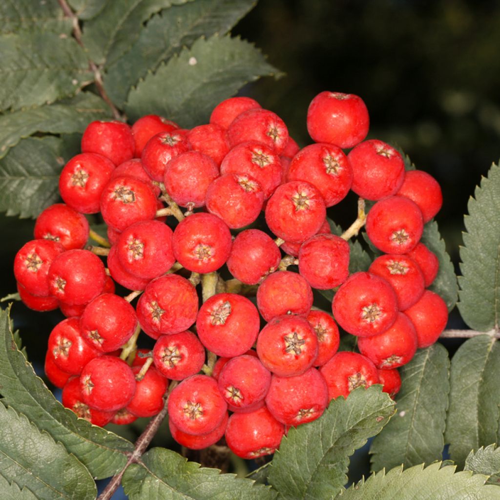 Sorbier des oiseleurs Fastigiata - Sorbus aucuparia