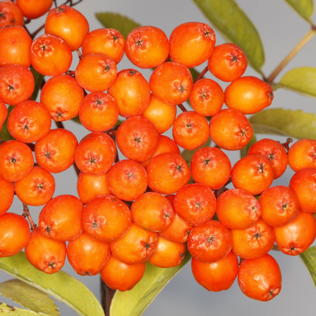 Sorbier des oiseleurs - Sorbus aucuparia Konzentra