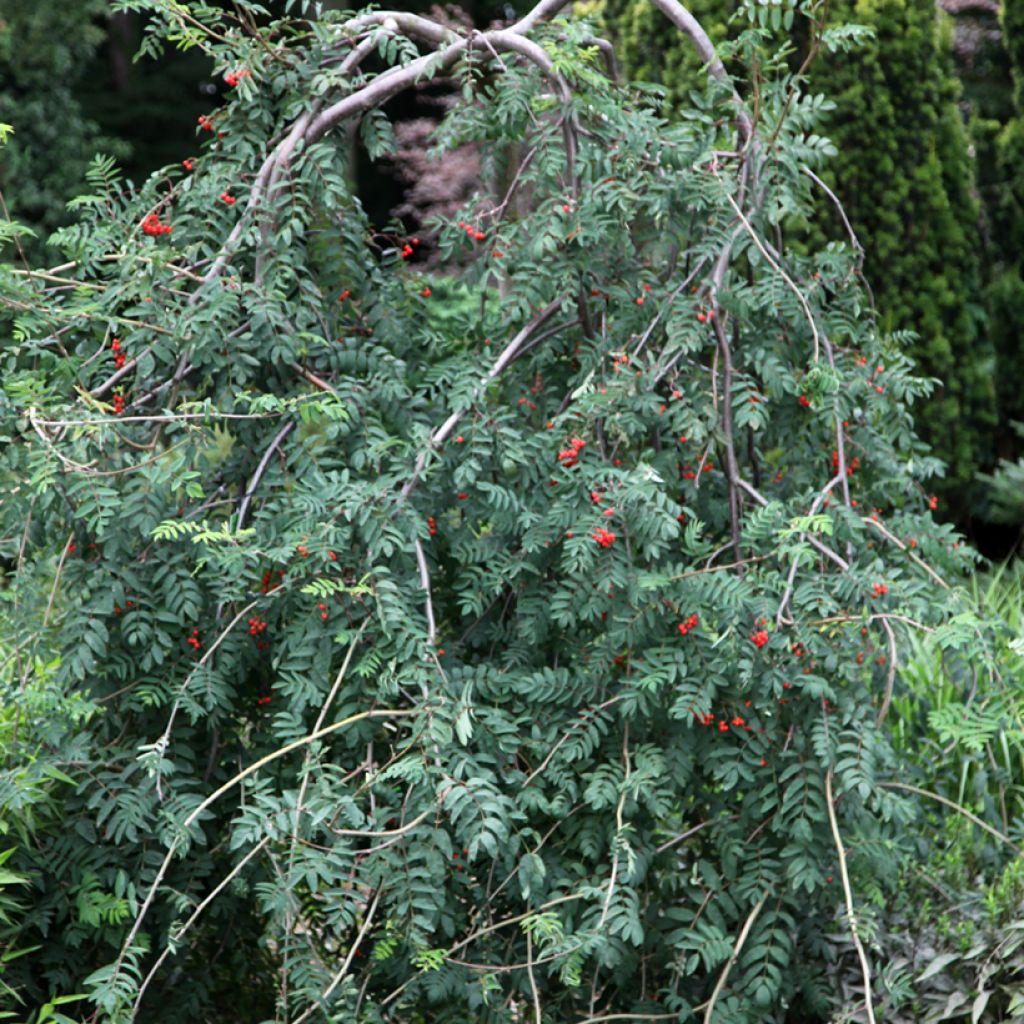 Sorbier des oiseleurs pleureur - Sorbus aucuparia Pendula