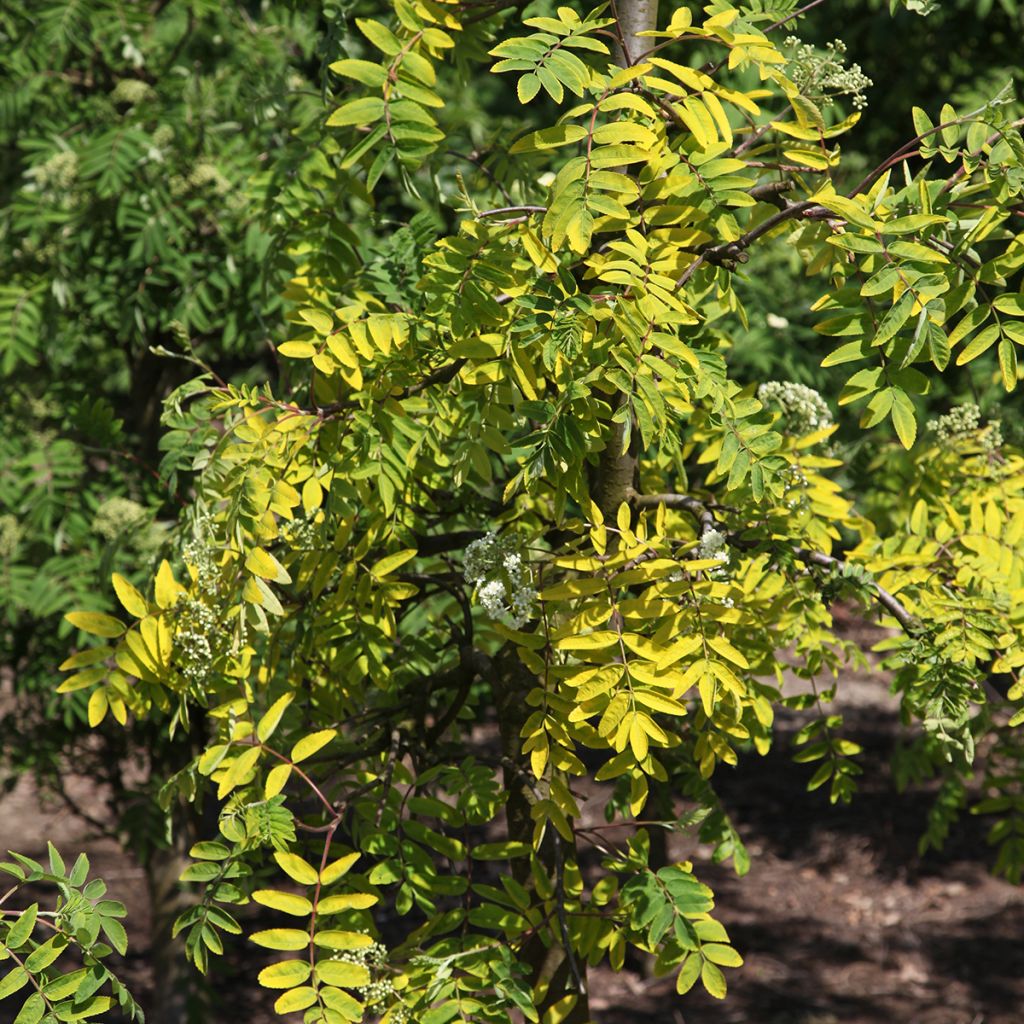 Sorbier des oiseleurs - Sorbus aucuparia Pendula Variegata 