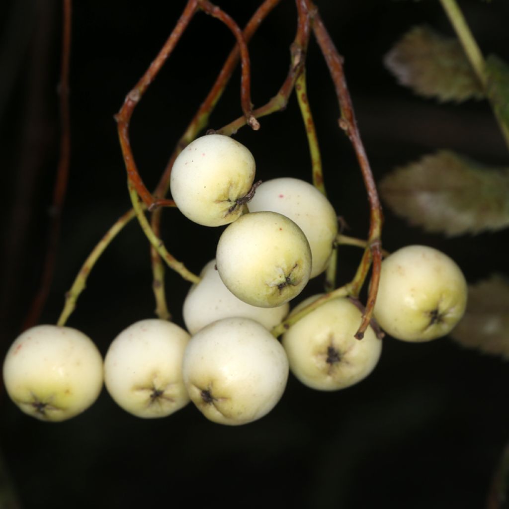 Sorbier -Sorbus filipes