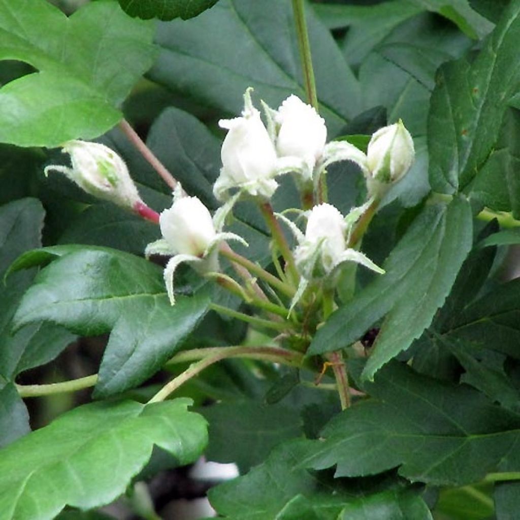 Sorbus torminalis - Alisier des Bois